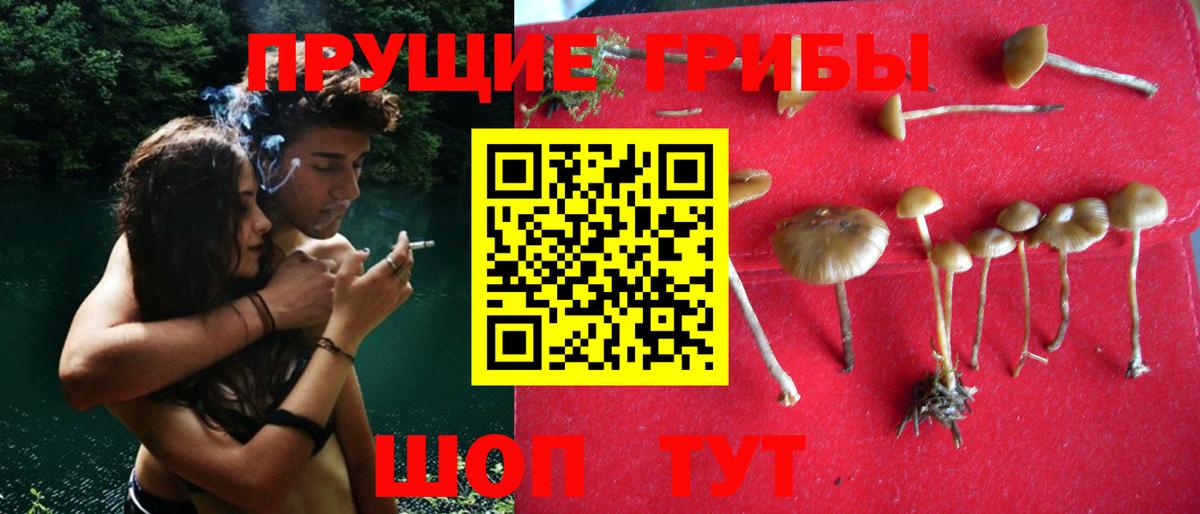 что такое   Кирово-Чепецк  Псилоцибиновые грибы прущие грибы 